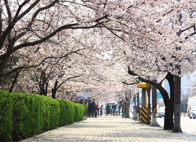 Giao thông tại Seoul 