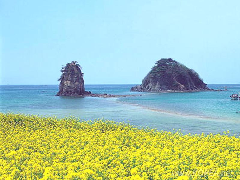 daojeju1