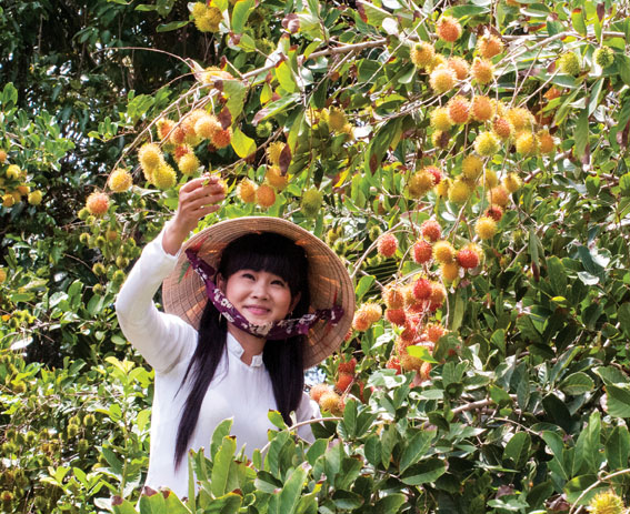 Vườn chôm chôm