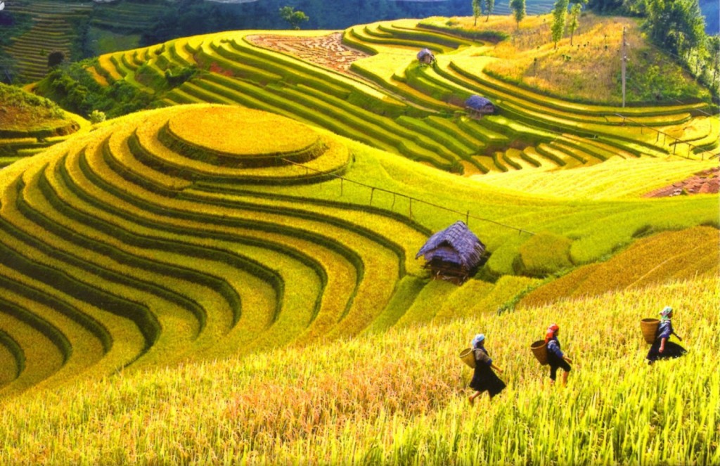 Ruộng bậc thang Sapa