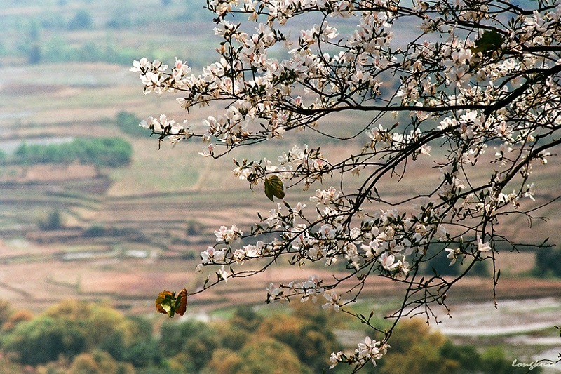 Rừng Ban Mộc Châu