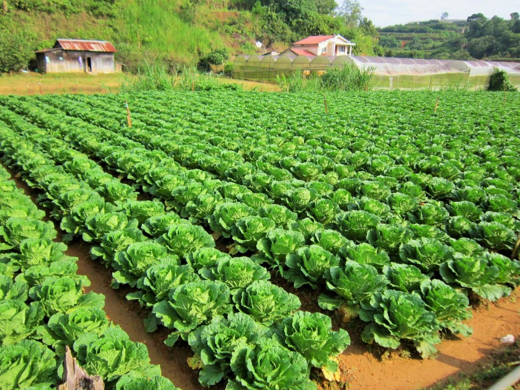 Trang trại Organik