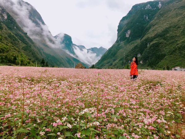 Đẹp dịu dàng mùa hoa tam giác mạch Hà Giang