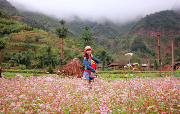 Hoa tam giác mạch - Hà Giang