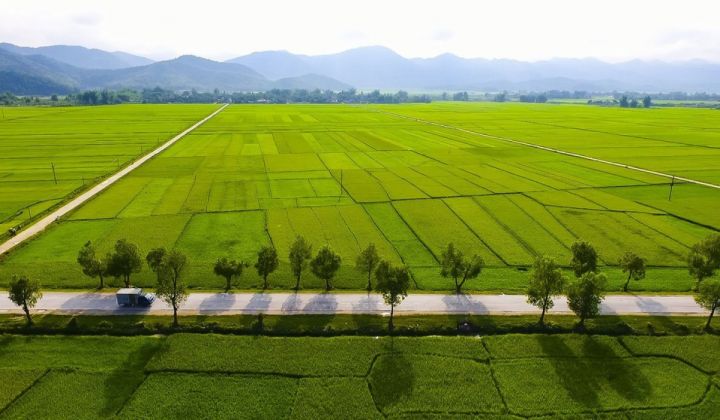 Cánh đồng Mường Thanh như một nhà kho khổng lồ với nhiều lúa thóc chín vàng 