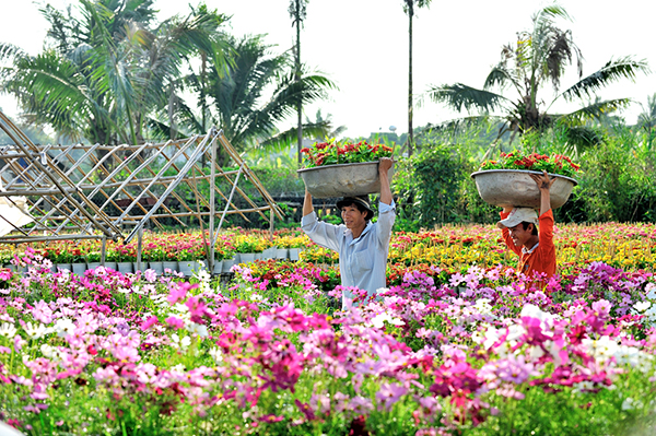 Làng hoa Tân Quy Đông