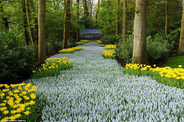 Khu vườn Keukenhof