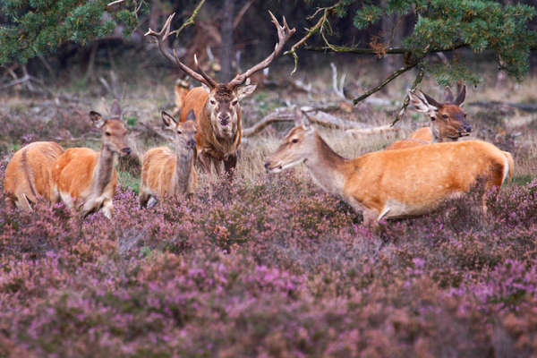 Công viên Quốc gia Hoge Veluwe