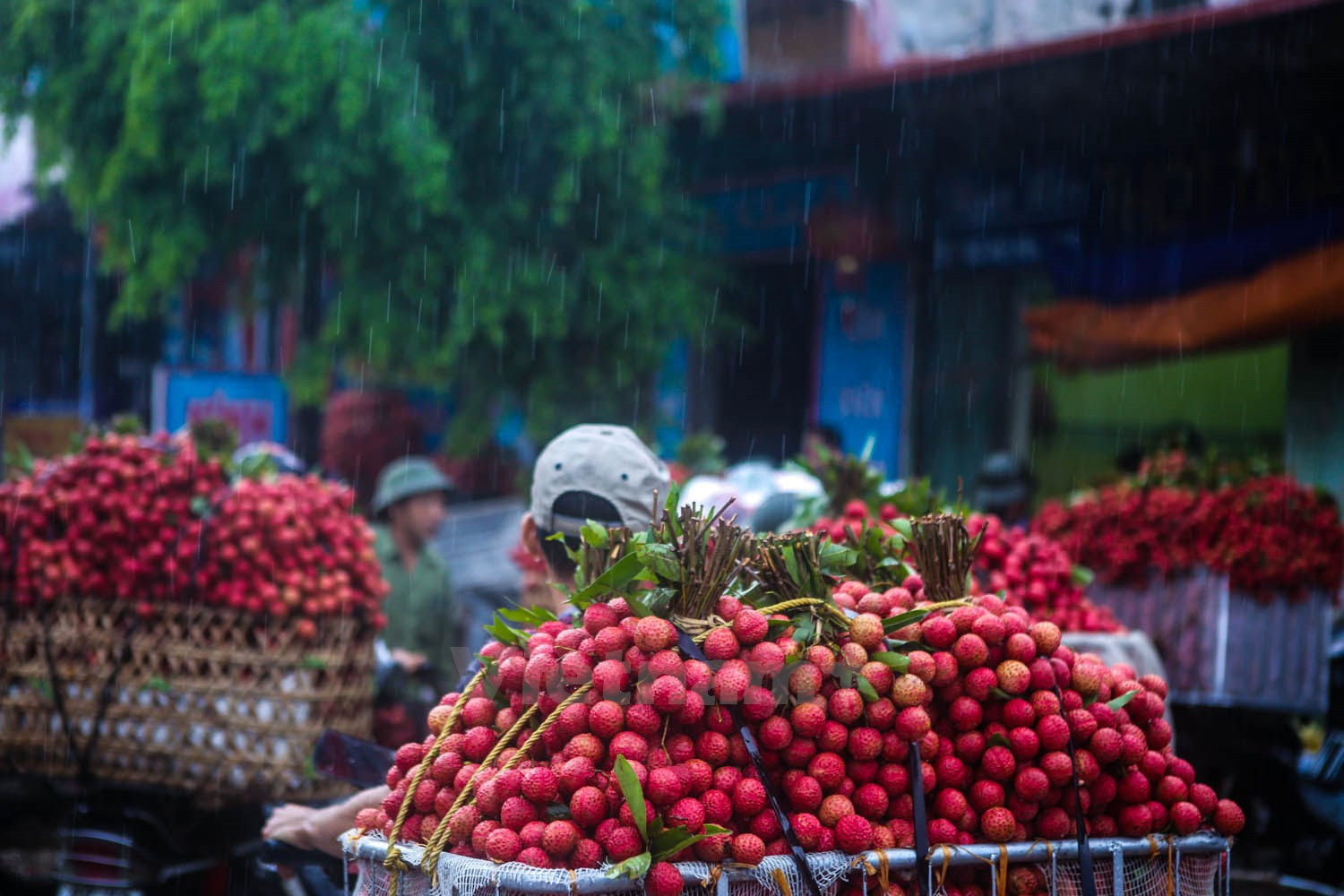 Mùa vải thiều Thanh Hà - Hải Dương