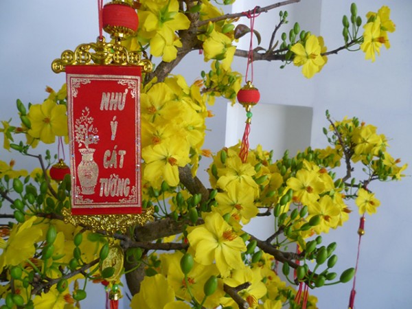 Vé máy bay Tết đi Vinh