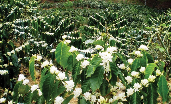 Tìm chuyến bay Buôn Mê Thuột